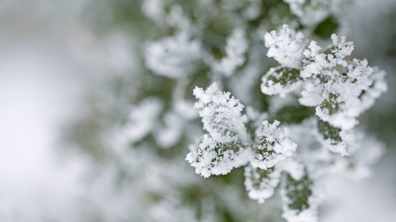 Frost on a plant.