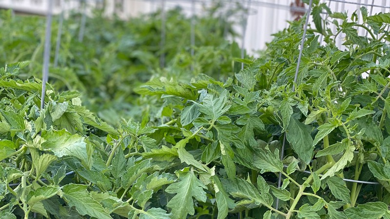 greenhouse garden.