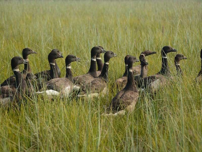 flock of Pacific black brant