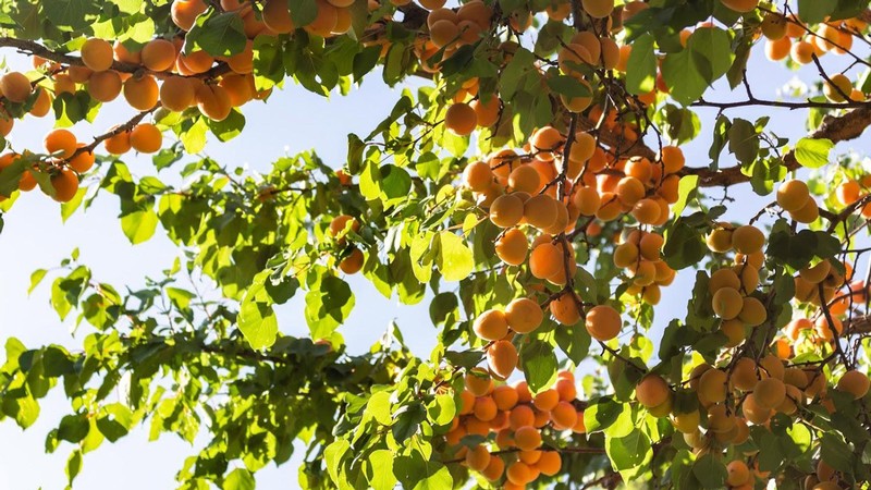 Fruit tree with fruit.