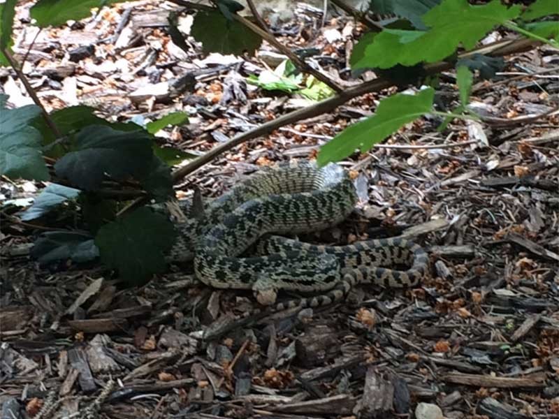 a gopher snake in the grass