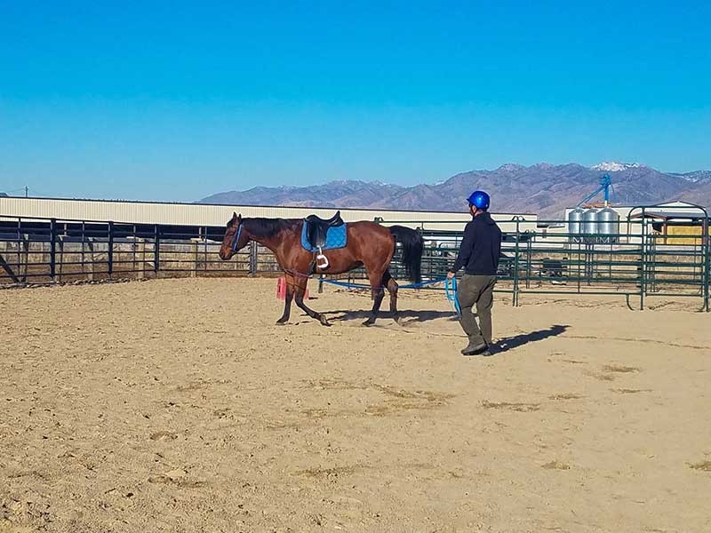 Leading horses in warm-up exercise helps to prepare horses before riding.