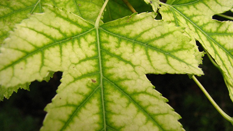 maple leaf with chlorosis.