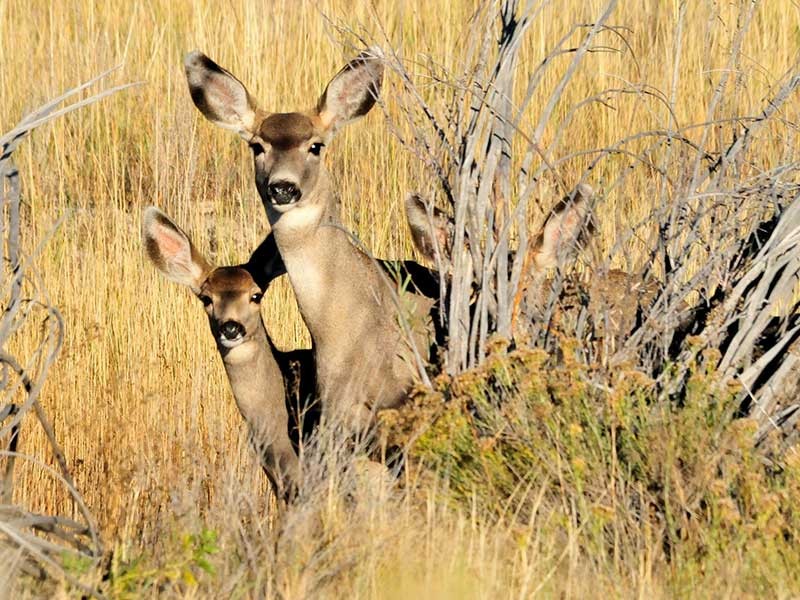 mule deer