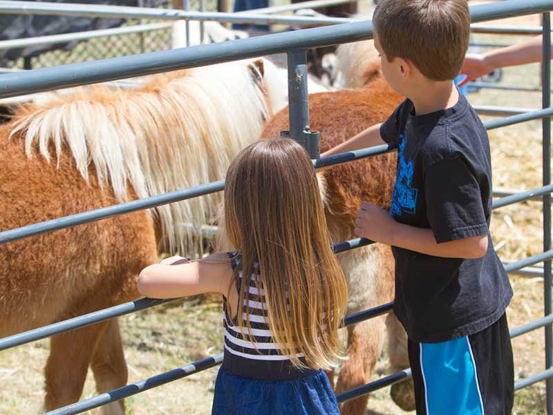 children at a petting zoo