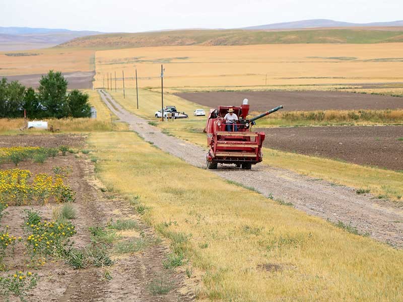 Organic wheat in a field in Box Elder County.