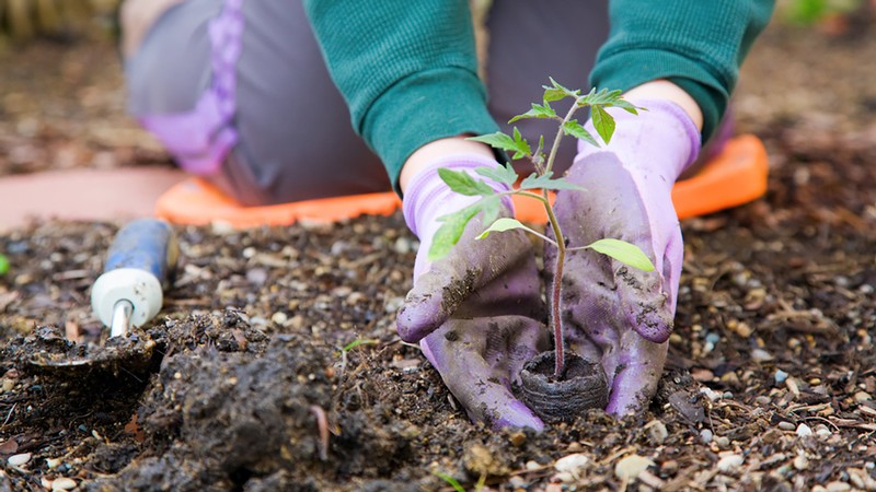 Hands planting a plant in the dirt.