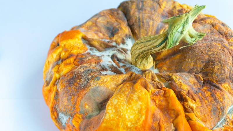 Rotting pumpkin covered in fungus.