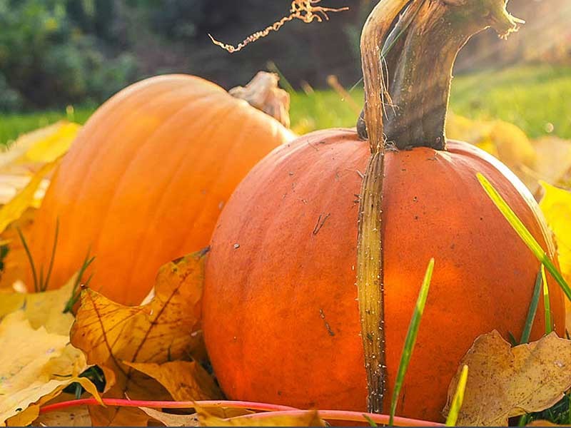 pumpkins