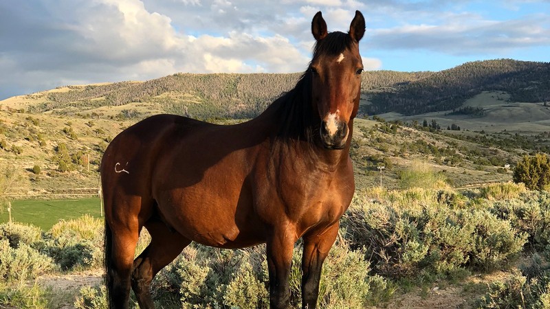 Quarter Horse in a pasture.