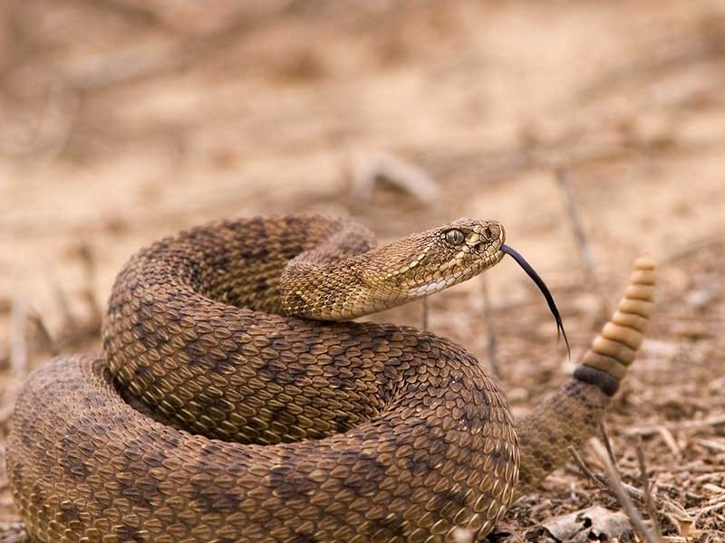rattlesnake