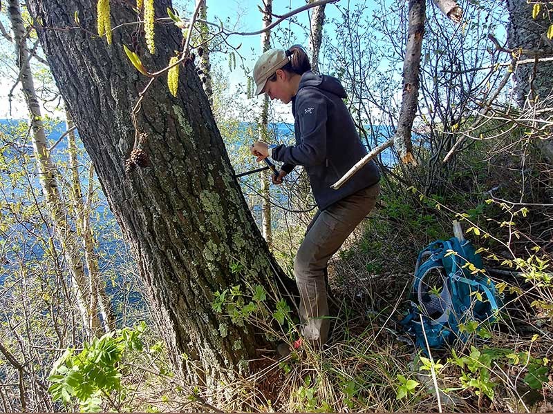 Jessika Pettie collecting tree core samples