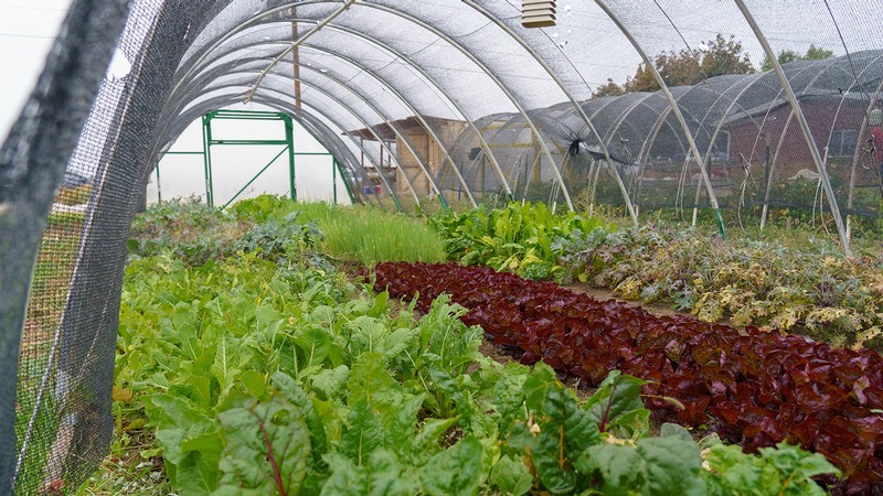 High tunnels at the USU Student Organic Farm