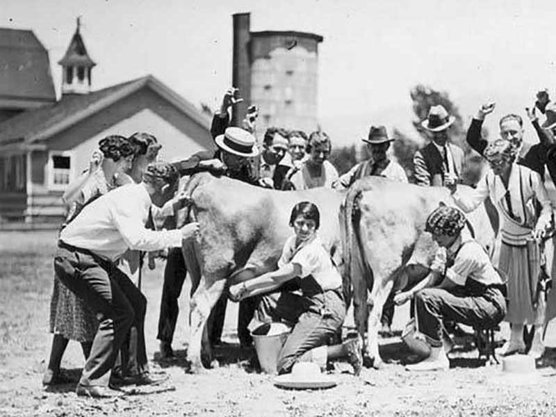 Women in a milking competition, 1920s on the UAC campus.
