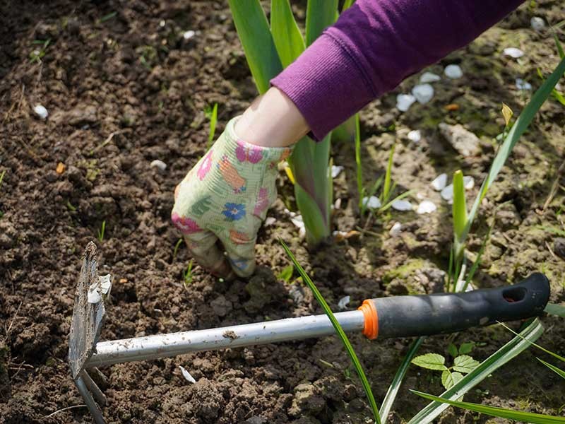 hands digging in a garden