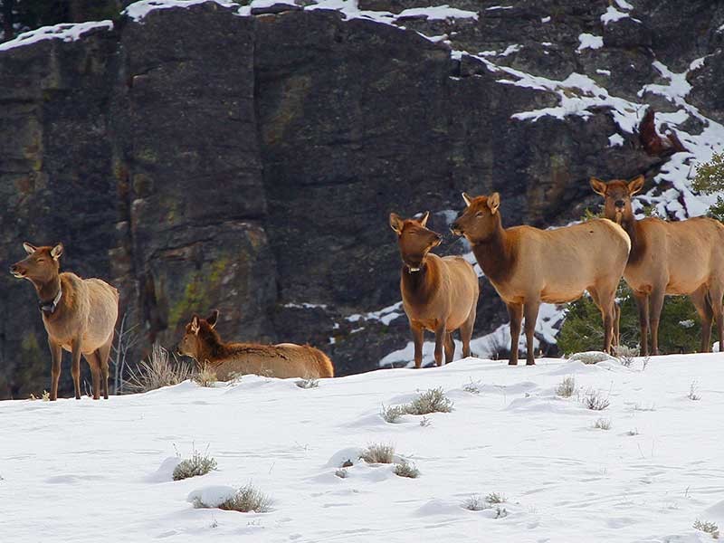 Yellowstone elk