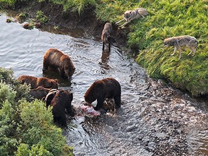 Brown bears and wolves compete for prey