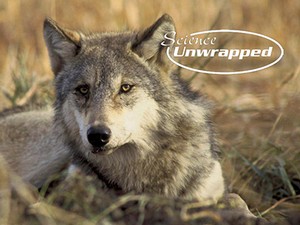 American gray wolf