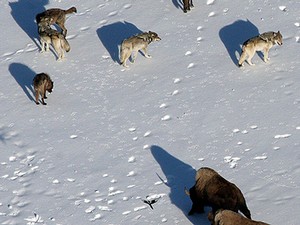 Wolves and bison