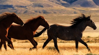 Horses run in a field.