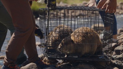 Two beavers sit in cages as workers carefully move them to a riverbank.