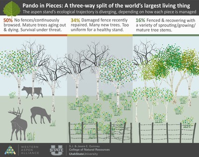 Infographic