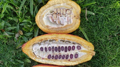 Dark and light cocoa beans.