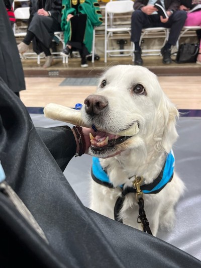 Sugar the service dog.