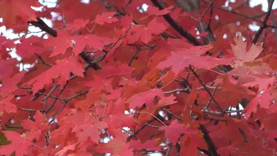 Red leaves on a tree.