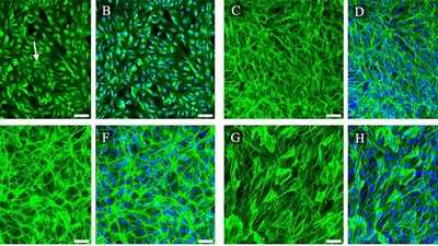A series of microscopic images colored green and blue.