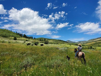 A rider on horseback in a mountainside meadow.