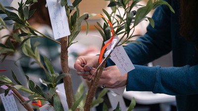 A person tying a scrap of paper on an olive tree.