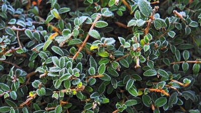 Frost on plant leaves.