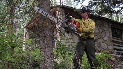 A person using a chainsaw to cut low limbs off a tree.