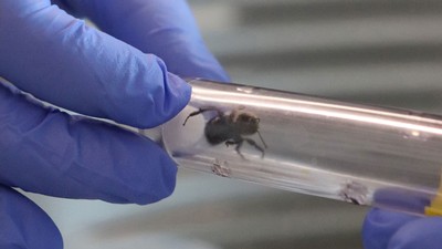 Hands holding bumble bee in clear, plastic chamber.