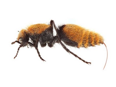 Velvet ant