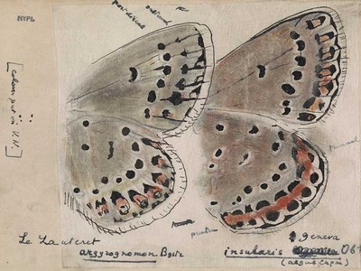 Nabokov’s butterfly illustrations