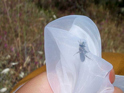 A native bee trapped in a net