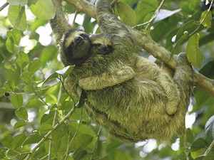 Three-toed sloth in tree