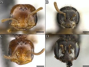 : Desert bee heads
