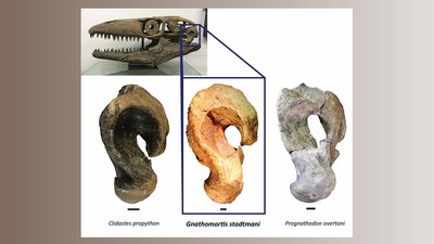 Mosasaur quadrate bones