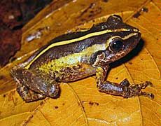 a coqui frog 