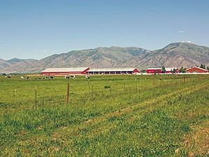 USU's Caine Dairy Farm