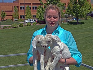 USU faculty researcher Irina Polejaeva holding two goats