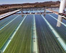 Colorado plant growing algae