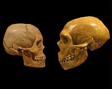 photo illustration of a human and Neanderthal skull