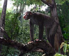an artist rendering of ‘Proconsul,’ an extinct primate