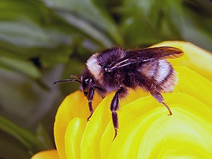 bee on a flower