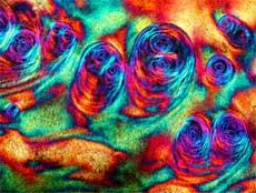 Image from Small World Photo Exhibit