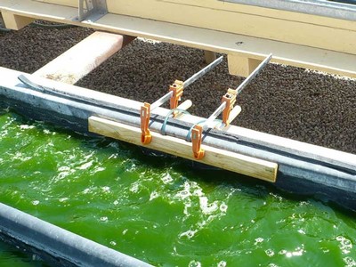 Pond of biofuel